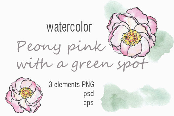 Download Peony Flower with a Green Spot - Spot Collection